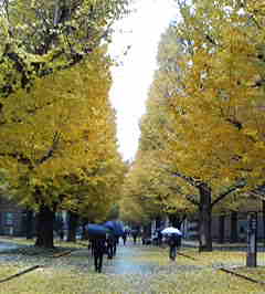 東京大学のイチョウ並木