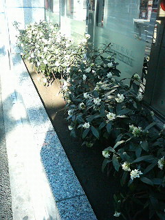 春の花