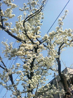 桜に惹かれる理由とは?